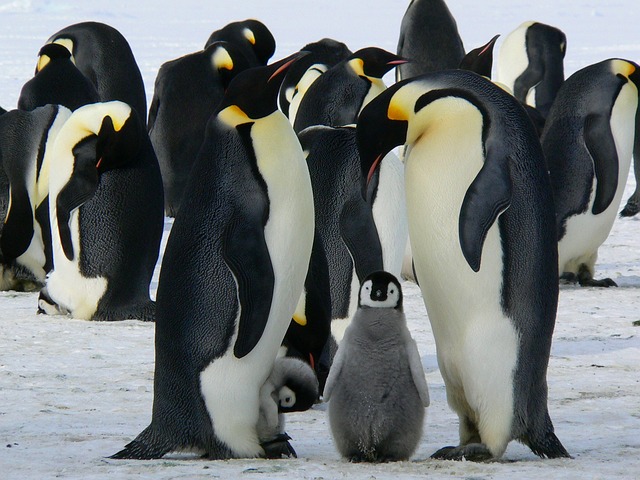 Preisverhandlung - der Pinguin-Effekt Verhandlung