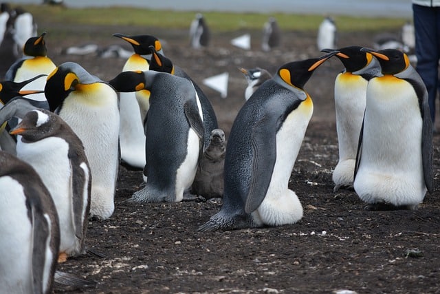 Preisverhandlung-der Pinguin-Effekt in der Verhandlung und Preis verhandeln